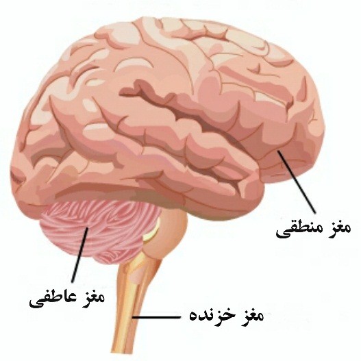 مغزهای سه گانه
